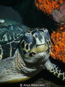 Sealife DC800 by Arun Madisetti 